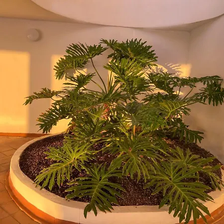 דירה Sunrise אדחה